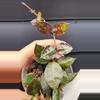 plant/Hoya Krohniana Black Silver-2-thumbnail