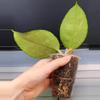 plant/Hoya sp. Lai Chau Splash(Round Leaf)-5-thumbnail