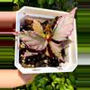 plant/Begonia sp. Julau-1-thumbnail