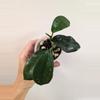 plant/Hoya sp. Chu Yang Sin Miral 272 with 2 vines and growth points!-0-thumbnail