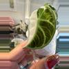 plant/Alocasia True Ninja Albo corm grown-0-thumbnail
