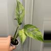 plant/Laniata mint-0-thumbnail