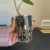 plant/Alocasia Longiloba lemon lime-2-thumbnail