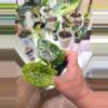 plant/Alocasia Satun Lemon Lime (Starburst)-3-thumbnail