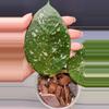 plant/Hoya sp. Lai Chau Splash(Round Leaf)-1-thumbnail