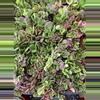 plant/trailing jade 4” pot size-0-thumbnail