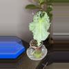 plant/Alocasia Venom CORM-0-thumbnail