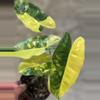 plant/Variegated Burle Marx Philodendron-1-thumbnail