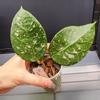 plant/Hoya sp. Lai Chau Splash(Round Leaf)-0-thumbnail