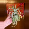 plant/Victoriana Air Plant with pup-0-thumbnail