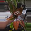 plant/Fire Princess Philodendron-2-thumbnail
