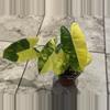 plant/Variegated Burle Marx Philodendron-0-thumbnail
