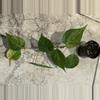 plant/Variegated Heart leaf-0-thumbnail