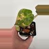 plant/Alocasia Wentii Aurea-2-thumbnail