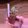 plant/Claridactyl x open seedling-1-thumbnail