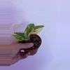 plant/Raphidaphora Puberla Variegated-0-thumbnail