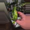 plant/Variegated Longiloba sp. Borneo-2-thumbnail