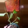 plant/Epipremnum pinnatum albo 4”-1-thumbnail