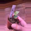 plant/Claridactyl x open seedling-0-thumbnail