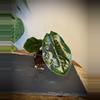 plant/Alocasia Azlanii-0-thumbnail