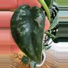 plant/Scindapsus Black Mamba 0218-1-thumbnail
