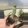 plant/Hoodia macrantha, seed grown Asclepiad-0-thumbnail
