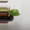 plant/Alocasia Wentii Aurea-3-thumbnail
