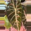 plant/Aurea Pink Dragon Alocasia-0-thumbnail