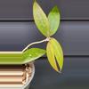 plant/Hoya Pallida-2-thumbnail