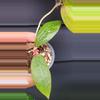 plant/Hoya Pallida-1-thumbnail