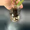 plant/Lacunosa Amarillo # 463-2-thumbnail