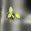 plant/Lacunosa Amarillo # 463-1-thumbnail