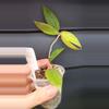 plant/Hoya Pallida-0-thumbnail