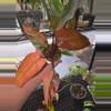 plant/Fire Princess Philodendron-0-thumbnail