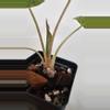 plant/Alocasia Wentii Aurea-4-thumbnail