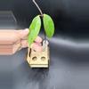 plant/Cutting: Hoya thuathienhuensis-0-thumbnail