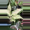 plant/Aglaonema Lak Chai-0-thumbnail