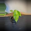 plant/Alocasia Longiloba lemon lime-0-thumbnail