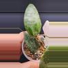 plant/Hoya Caudata Silver-2-thumbnail