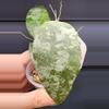 plant/Hoya Caudata Silver-1-thumbnail