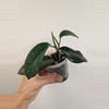 plant/Hoya sp. Chu Yang Sin Miral 272 with 2 vines and growth points!-1-thumbnail