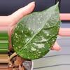 plant/Hoya sp. Lai Chau Splash(Round Leaf)-2-thumbnail