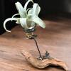 plant/Tillandsia Peach capitata with bronze figure and driftwood air plant display-0-thumbnail