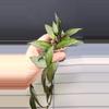 plant/Hoya Lacunosa Black Queen-J-1-thumbnail