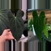 plant/Seed grown anthurium dark mama X legend starter plant growers choice-0-thumbnail
