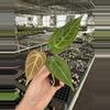 plant/Seed grown anthurium ace of spades x crystallinum silver starter plant growers c-5-thumbnail