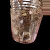 plant/Micans variegated-rooted top cut #0016-3-thumbnail