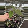 plant/Seed grown anthurium dorayaki mbr x papillilaminum starter plant growers choice-6-thumbnail