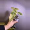 plant/✨Alocasia Pseudo Sanderiana Aurea✨-3-thumbnail