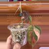plant/Micans Revert #0014-0-thumbnail